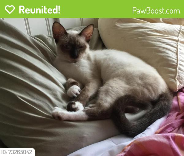 Reunited Male Cat last seen Julius ests near Lucerne Park Road and Old Lucerne Park Road, Winter Haven, FL 33881