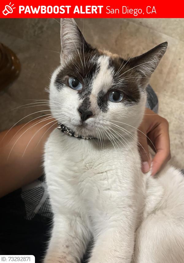 Lost Male Cat last seen Beyer boulevard, San Diego, CA 92173