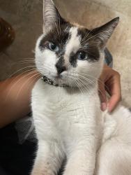 Lost Male Cat last seen Beyer boulevard, San Diego, CA 92173
