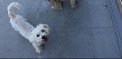 Reunited Male Dog last seen Keller springs and Dallas parkway, Addison, TX 75001