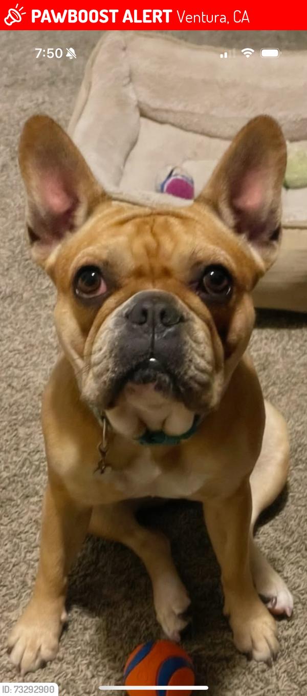 Lost Female Dog last seen Seaward, Ventura, CA 93001