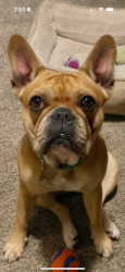 Lost Female Dog last seen Seaward, Ventura, CA 93001