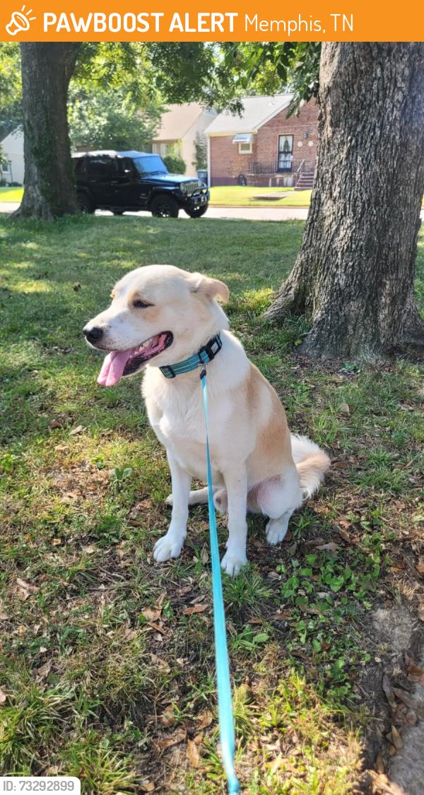Found/Stray Male Dog last seen Autumn Ave and Sevier, Memphis, TN 38122