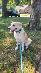 Found/Stray Male Dog last seen Autumn Ave and Sevier, Memphis, TN 38122