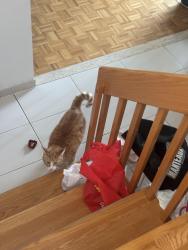 Reunited Male Cat last seen 28e avenue, Montréal, QC 