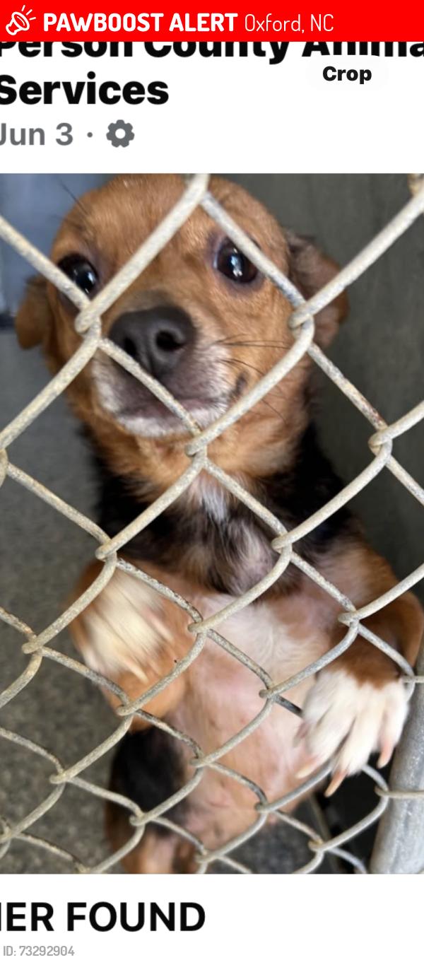 Lost Female Dog last seen Fox Croft, Oxford, NC 27565
