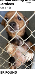 Lost Female Dog last seen Fox Croft, Oxford, NC 27565