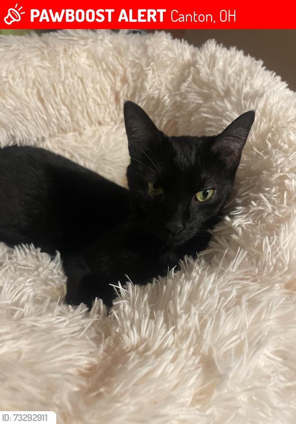 Lost Male Cat last seen juvenile detention center, Canton, OH 44706