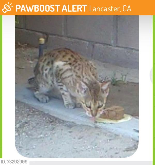 Found/Stray Unknown Cat last seen 25th st west and k-8, Lancaster, CA 93536