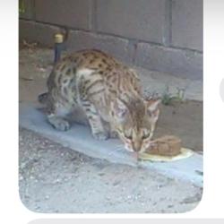 Found/Stray Unknown Cat last seen 25th st west and k-8, Lancaster, CA 93536