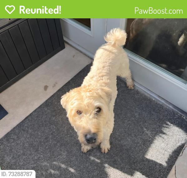 Reunited Female Dog last seen 92nd and Larkbunting Westminster Co, Westminster, CO 80021