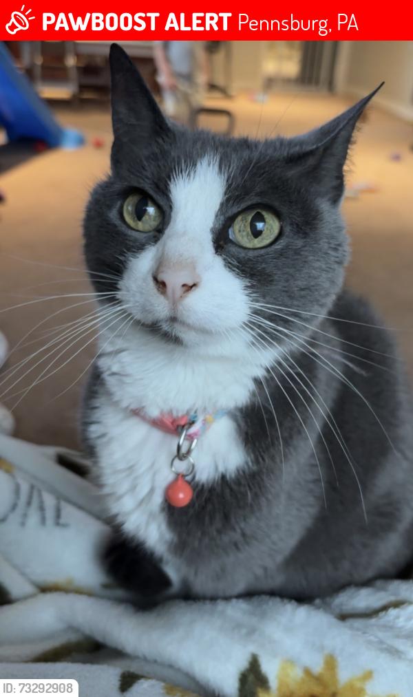 Lost Female Cat last seen Upper Perkiomen Middle School, Pennsburg, PA 18073