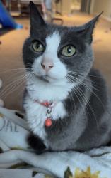 Lost Female Cat last seen Upper Perkiomen Middle School, Pennsburg, PA 18073
