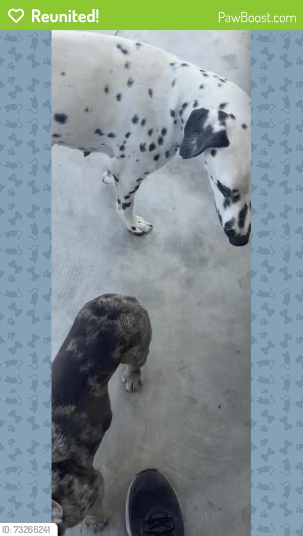 Reunited Unknown Dog last seen Near Valley blvd, Avocado Heights, CA 91746