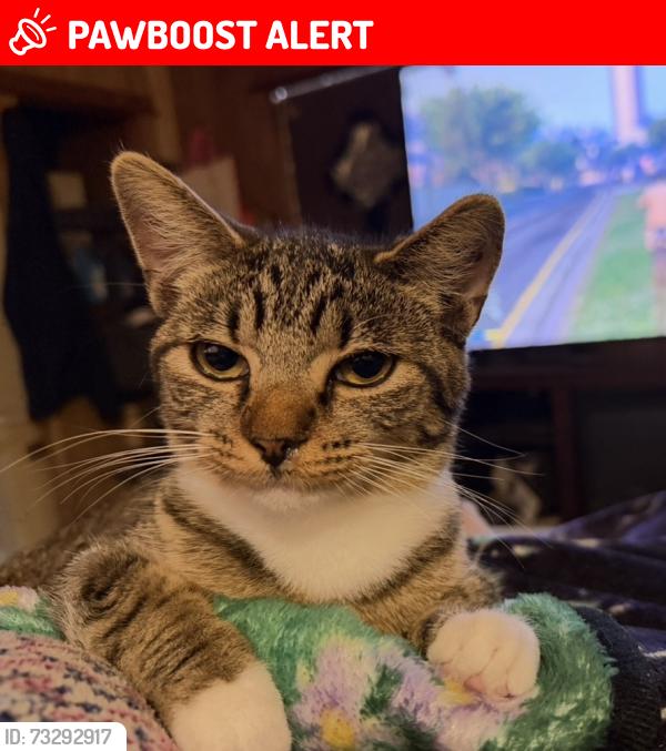 Lost Female Cat last seen Hwy 16 in French settlement, French Settlement, LA 70733