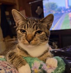 Lost Female Cat last seen Hwy 16 in French settlement, French Settlement, LA 70733