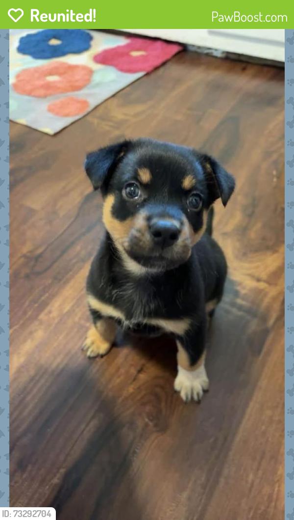 Reunited Female Dog last seen Pitt and 32nd street, Anderson, IN 46013