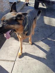 Reunited Male Dog last seen Lone tree and Brentwood blvd, Brentwood, CA 94513