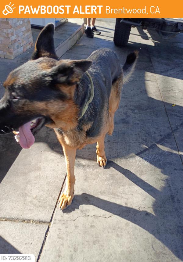Found/Stray Male Dog last seen Lone tree and Brentwood blvd, Brentwood, CA 94513