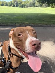 Shelter Stray Male Dog last seen Near Melrose Avenue, BRONX, NY, 10455, 326 E 110th St, New York, NY 10029, USA