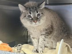 Shelter Stray Male Cat last seen Apt 2,255 E 188 Street, BRONX, NY, 10458, 326 E 110th St, New York, NY 10029, USA