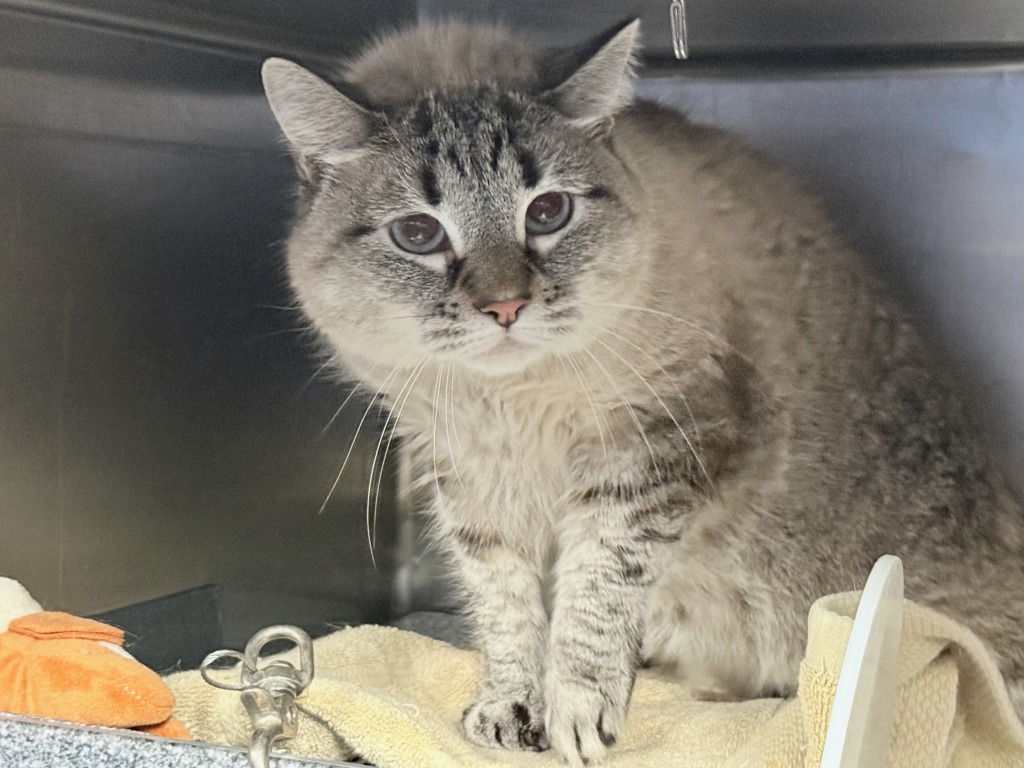Shelter Stray Male Cat last seen Apt 2,255 E 188 Street, BRONX, NY, 10458, 326 E 110th St, New York, NY 10029, USA