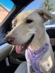 Reunited Female Dog last seen Victoria/Bells Ferry, Cherokee County, GA 30189