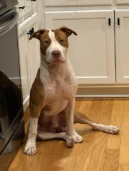 Reunited Male Dog last seen Lake Asbury Drive & Haynes Court, Green Cove Springs, FL 32043