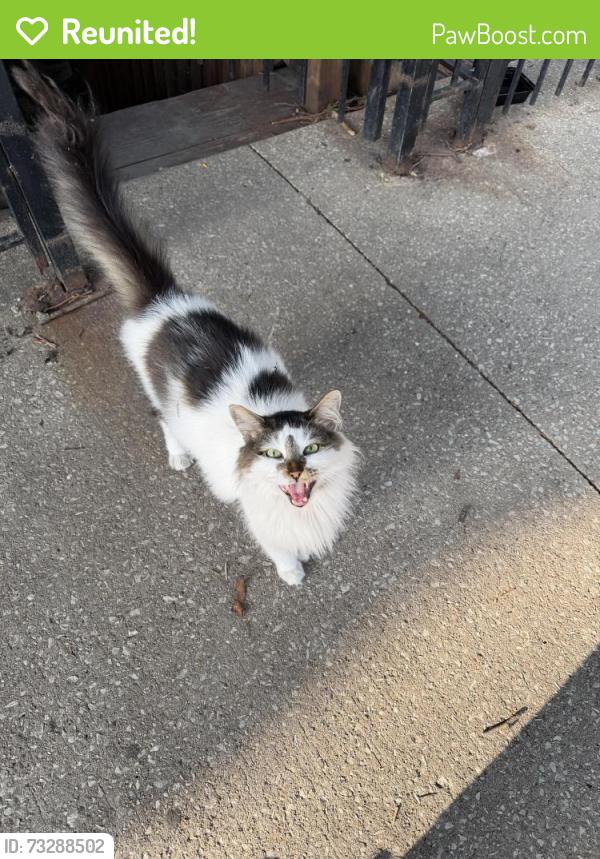 Reunited Female Cat last seen w cullerton st & s oakley ave, Chicago, IL 60608