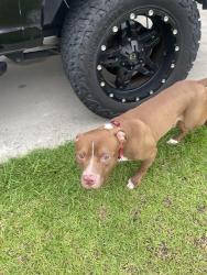 Found/Stray Male Dog last seen Near Crescent Dr, Raeford, NC 28376