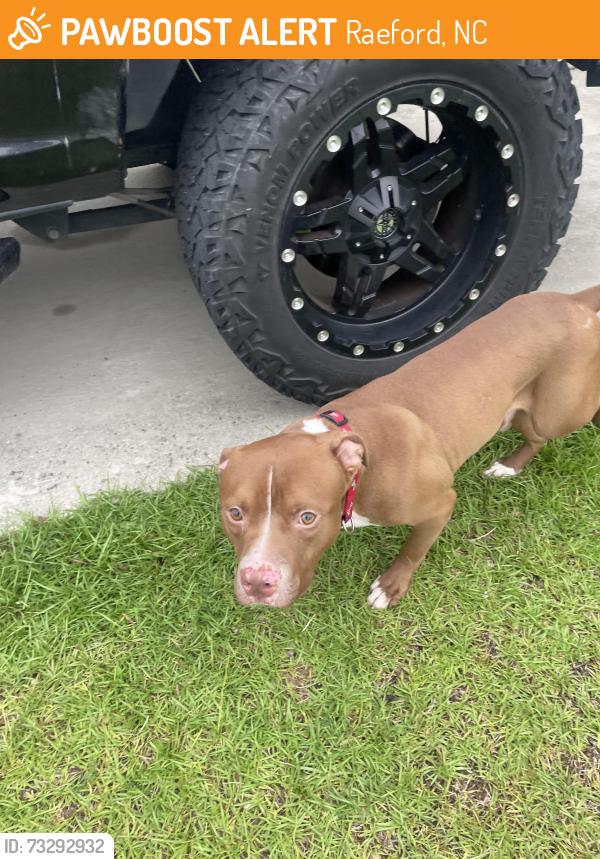 Found/Stray Male Dog last seen Near Crescent Dr, Raeford, NC 28376