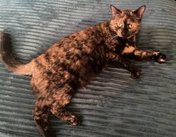 Reunited Female Cat last seen Voorheesville, Voorheesville, NY 12186