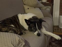 Reunited Male Dog last seen Lake Asbury Drive and Haynes Court, Green Cove Springs, FL 32043