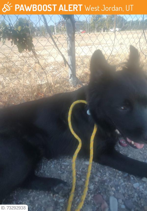 Found/Stray Male Dog last seen Redwood Rd 8000 South, West Jordan, UT 84088