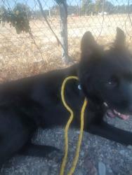 Found/Stray Male Dog last seen Redwood Rd 8000 South, West Jordan, UT 84088