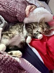Lost Male Cat last seen clbh Road, Virginia Beach, VA 23452
