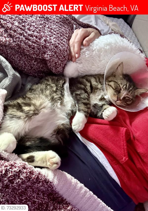 Lost Male Cat last seen clbh Road, Virginia Beach, VA 23452