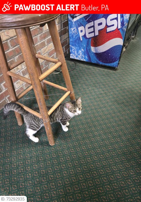 Lost Female Cat last seen Krendale Golf Course, Butler, PA 16001