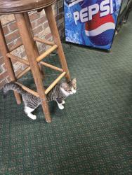 Lost Female Cat last seen Krendale Golf Course, Butler, PA 16001