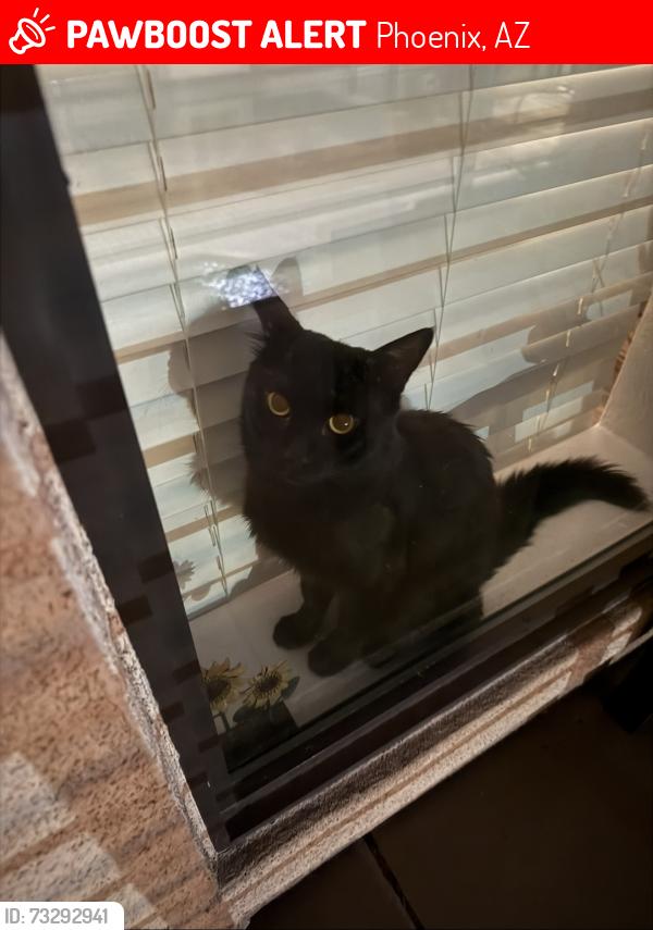 Lost Male Cat last seen 33rd ave and w Fraktur rd, Phoenix, AZ 85041