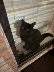 Lost Male Cat last seen 33rd ave and w Fraktur rd, Phoenix, AZ 85041