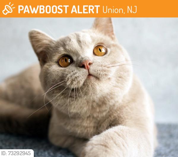 Found/Stray Unknown Cat last seen Morris ave - Caldwell pl, Union, NJ 07083