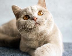 Found/Stray Unknown Cat last seen Morris ave - Caldwell pl, Union, NJ 07083