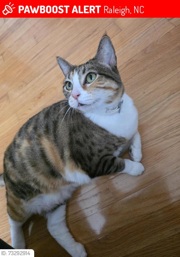 Lost Female Cat last seen Goudy Drive, Raleigh, NC 27615