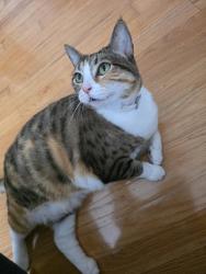 Lost Female Cat last seen Goudy Drive, Raleigh, NC 27615