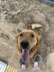 Found/Stray Female Dog last seen Highway 22, Polk County, OR 97378