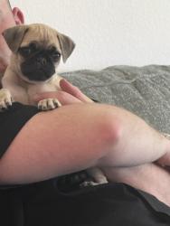 Reunited Male Dog last seen Ellerdan Community, Tomball, TX 77377