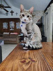 Reunited Male Cat last seen Old Creek Rd, Houston, TX 77060