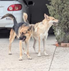 Found/Stray Unknown Dog last seen Swan and Broadway, Tucson, Tucson, AZ 85711