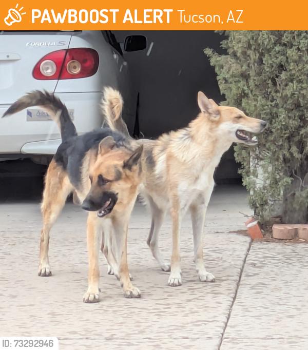 Found/Stray Unknown Dog last seen Swan and Broadway, Tucson, Tucson, AZ 85711